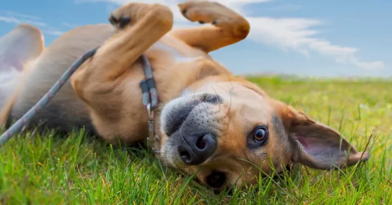 Argument for year-round flea treatment in UK cats and dogs
