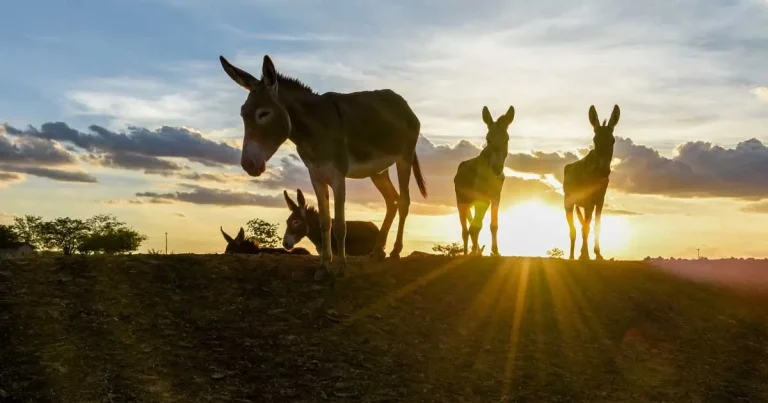 ‘Landmark’ donkey slaughter ruling in Brazil