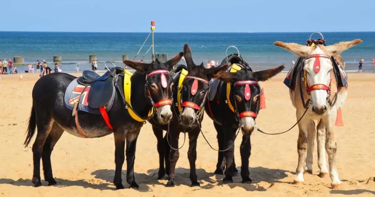 Study warns of welfare issues for UK working donkeys