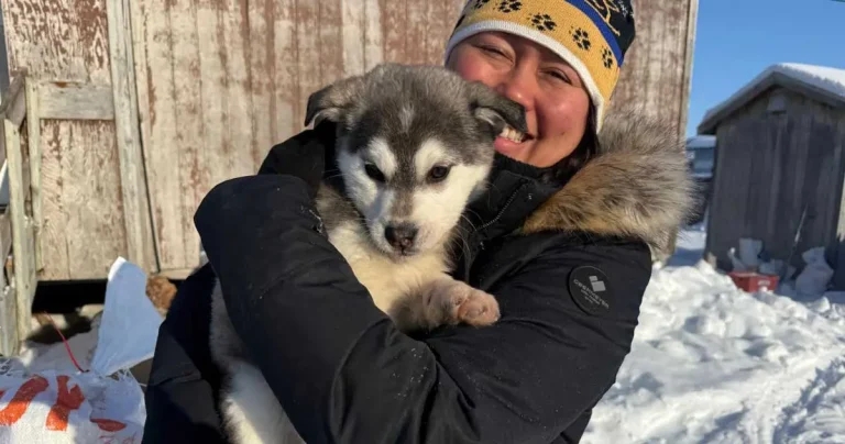 Snowflake takes flight as vet braves -43°C conditions to save sled dog