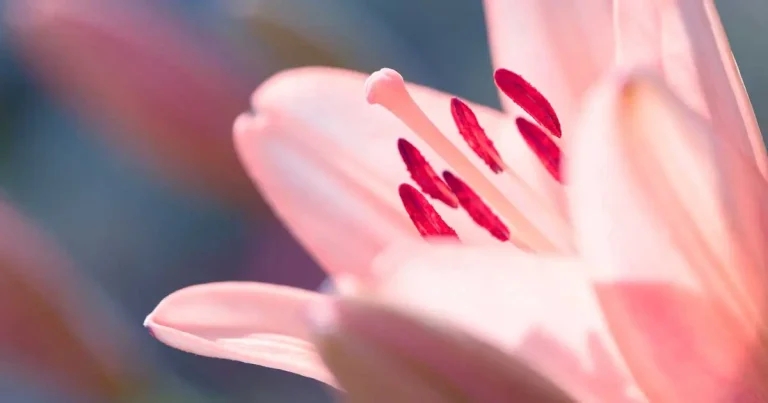 Lilies – lethally toxic to cats, but not toxic to dogs