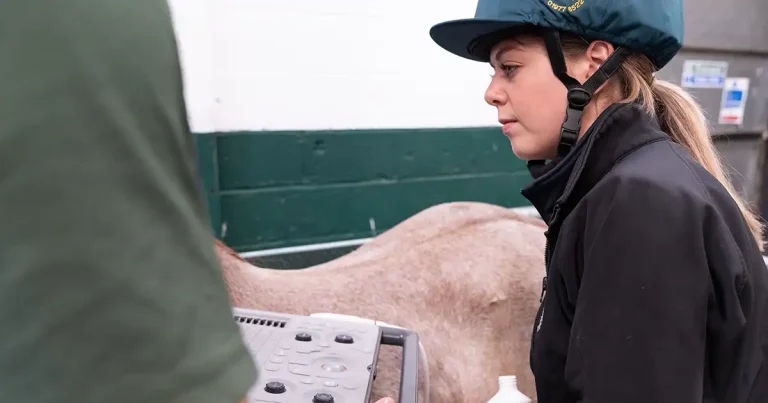 CVS Equine project improves ‘transformative’ colic scan use