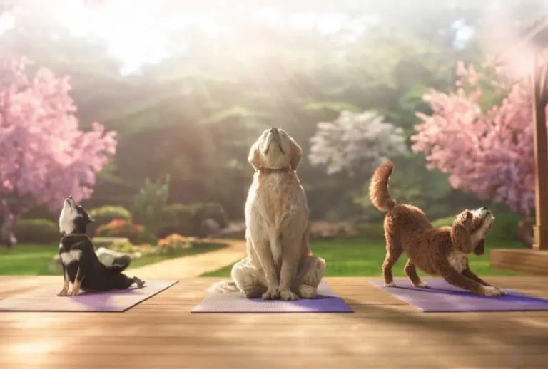 Improving outcomes for itchy dogs with Zenrelia