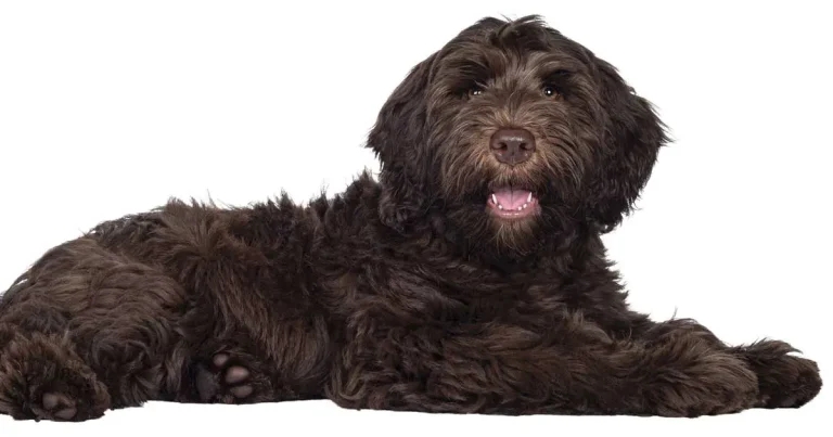 Prepubertal gonadectomy in young Australian Labradoodles