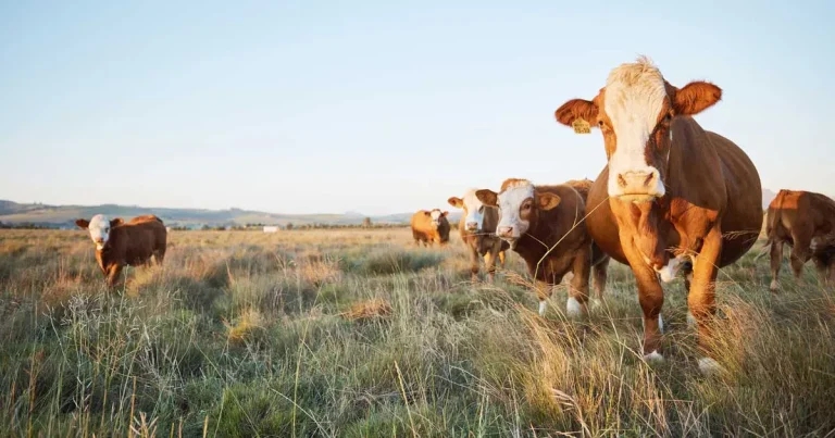 Bovine respiratory disease: an update