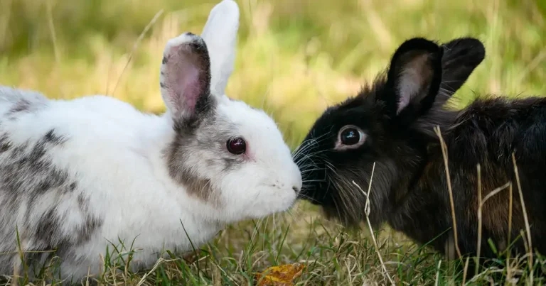 Nutrition focus for Rabbit Awareness Week 2026