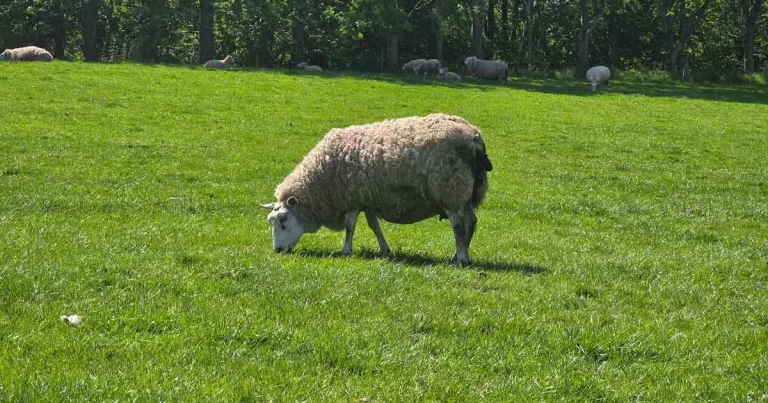 Vet analysis shows £8k sheep farmer vaccination savings
