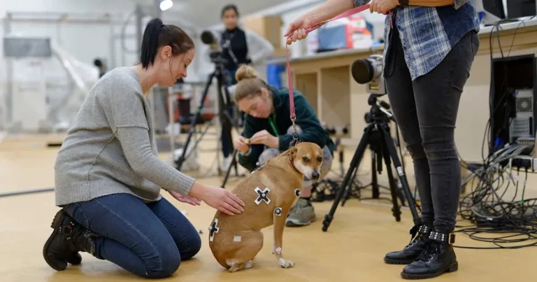 Dog amputee movement insights in RVC study