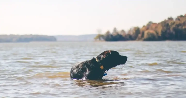 New owner guidance issued on flea and tick treatment use