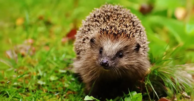 Vets ‘at the heart’ of wildlife pharmaceutical overuse, says leading clinician