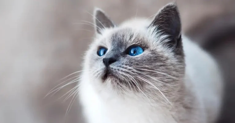 Cat poison warning issued over hair loss treatment