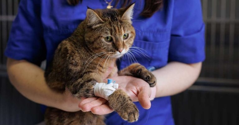Triage in veterinary practice: the vital role and responsibility of VNs