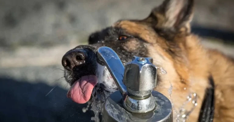 Treat heat ‘like pet lockdown’, RSPCA warns