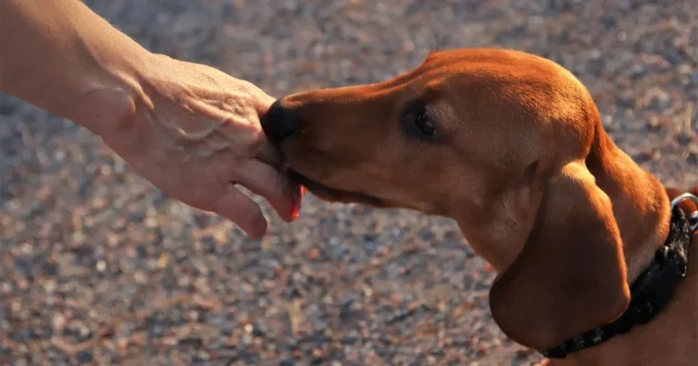 VMD issues hormone treatment pet exposure warning
