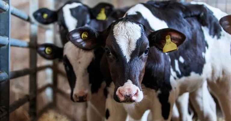BVD: current understanding for UK practices