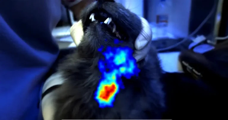 ‘Incredibly exciting’ first vet use for medical imaging camera