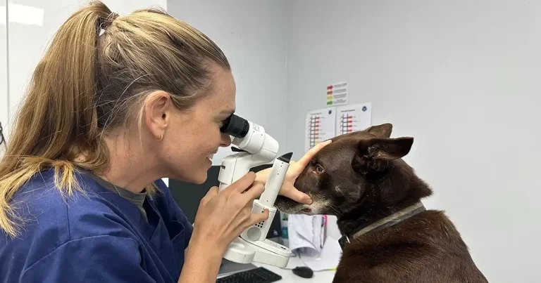 The Pet Vet announces Optivet partnership