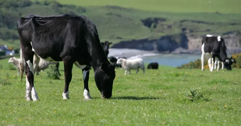 Farm welfare warning issued over heat ‘blind spot’