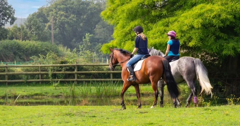 Large gap in horse owner MRI awareness, warns vet