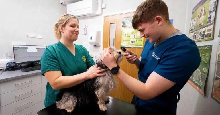 Beyond graduation: building confidence through veterinary CPD