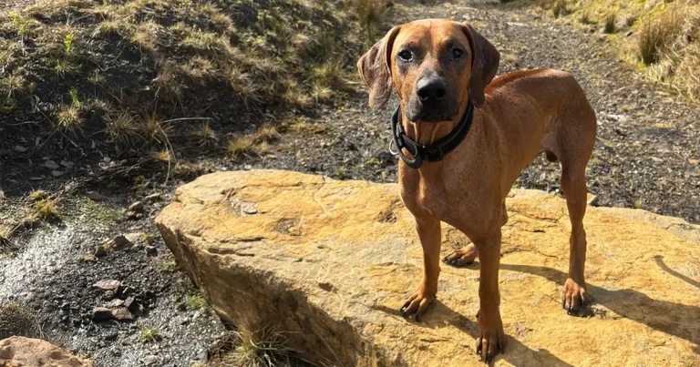 Travel history checks called for after dog’s leishmaniasis treatment
