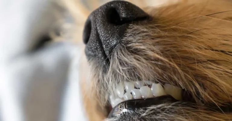 New study highlights true scale of canine periodontal disease problem