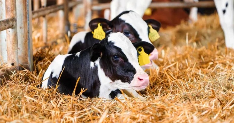 Proactive vet support for building healthier herds
