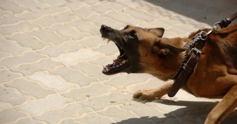 Pandemic pups blamed for ‘staggering’ rise in dangerous dog incidents