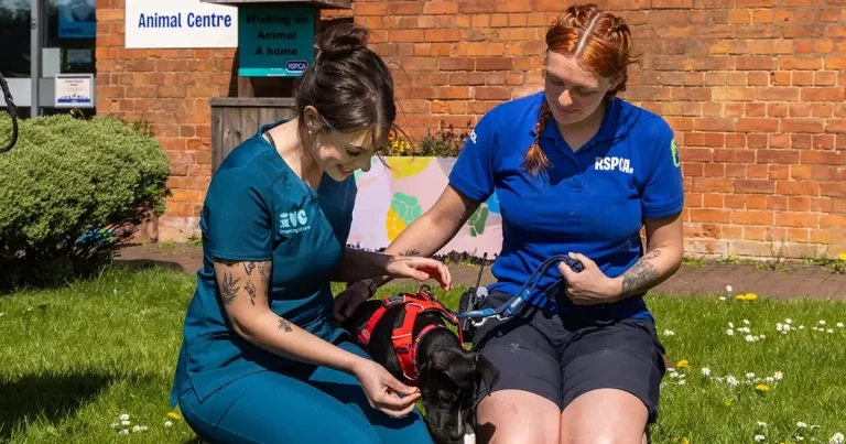 IVC announces RSPCA partnership
