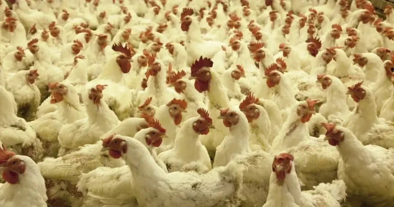 Vigilance urged as avian flu measures lifted