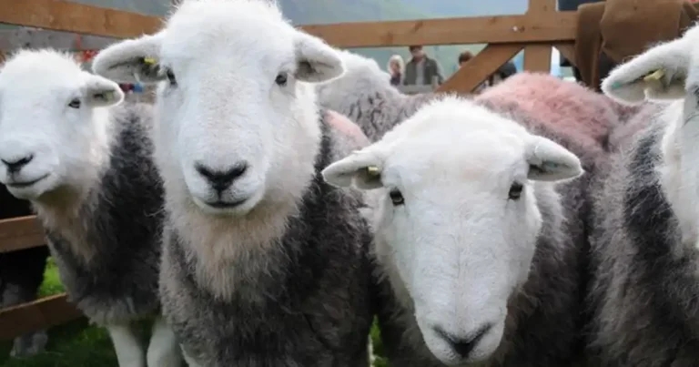Hopes raised for new Louping ill vaccine