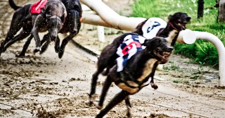 Genetic study ‘important step’ for greyhound welfare, says clinician