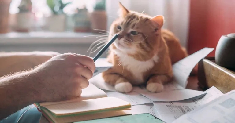 More must be done to support struggling pet owners, charity warns