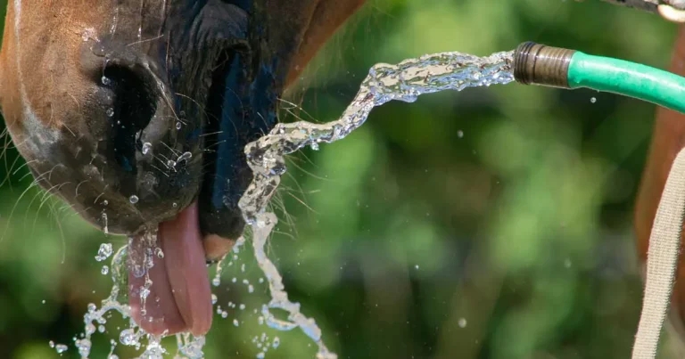 Understanding and preventing exertional heat illness in horses