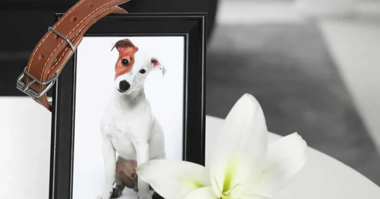 PRACTICAL: Complaints resolution case study – navigating family’s grief for pet