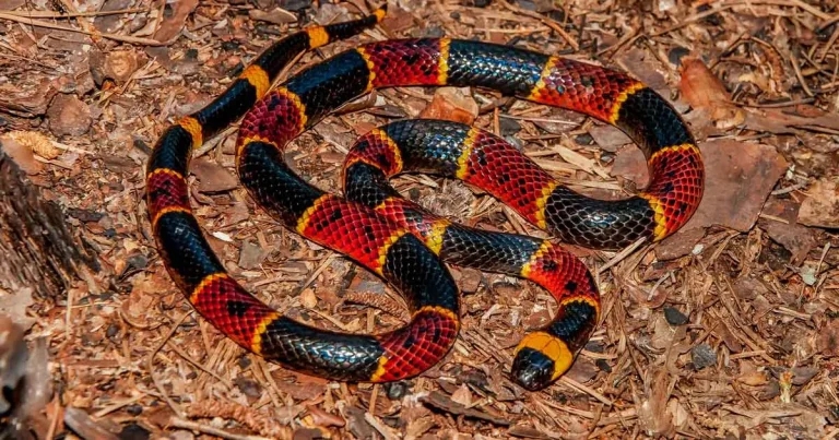 Hope for ‘life-saving’ snake bite treatment approval after promising study