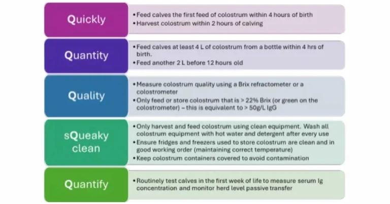 Calf health: importance of early life management and teamwork