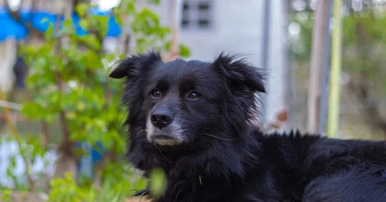 Role lab testing plays in routine monitoring of ageing cats and dogs