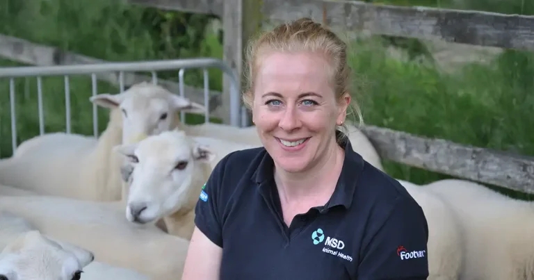 Vet urges summer action to reduce sheep abortion risk