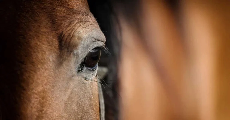 Optimising pain management in horses through evidence-based techniques