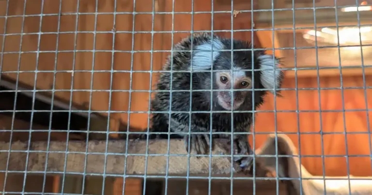Tickets please: monkey abandoned on London bus