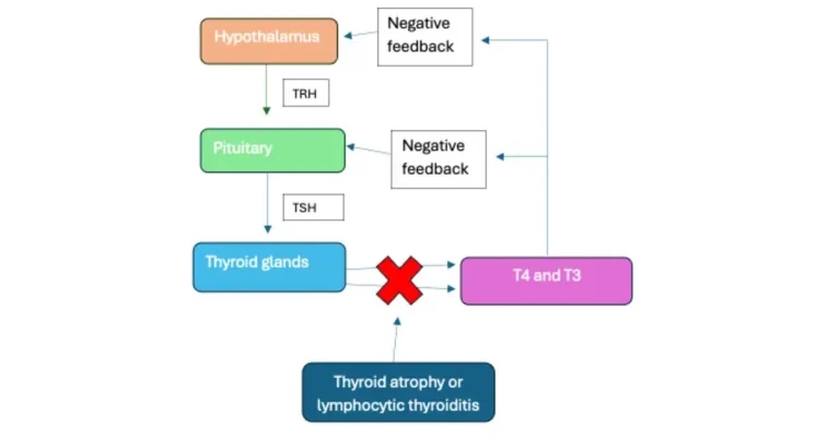 Canine hypothyroidism and feline hyperthyroidism: updates