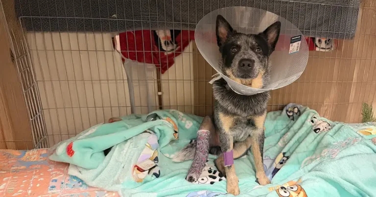 Ozzy barking at the moon after ‘cutting-edge’ implant gives new lease on life