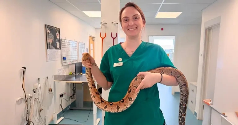 Snakes and padders: boa constrictor saved after swallowing puppy pad