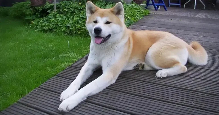 Giant dogs face ‘substantial’ lifespan and welfare costs, new research says