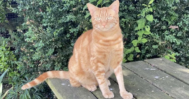 Tigga bouncing with joy after vets remove tooth from leg