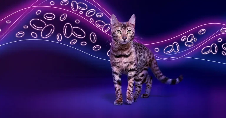 Elanco launches new feline CKD treatment