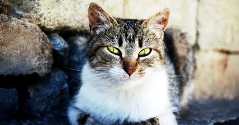 New quality of life tool for cats has scope to be ‘very powerful’