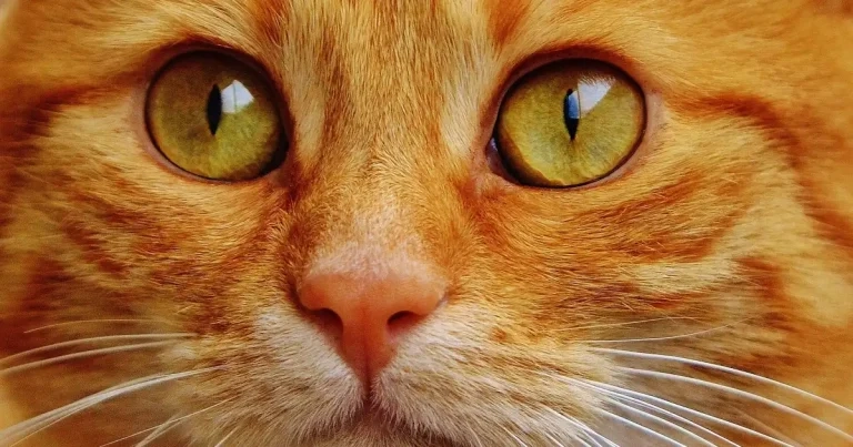 Cat owners urged to join vet treatment study