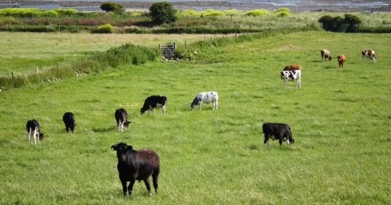 ‘Disappointing’ – BVA hits out at animal health scheme transition plan